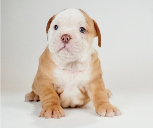Medium Photo #1 Bulldog Puppy For Sale in NAPPANEE, IN, USA