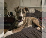 Small #23 Mutt