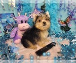 Small #2 Yorkshire Terrier