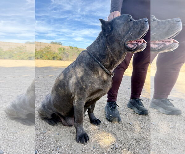 Medium Photo #5 Mutt Puppy For Sale in Goodyear, AZ, USA