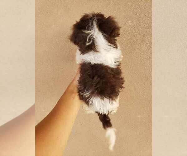 Medium Photo #16 Havanese Puppy For Sale in CASA GRANDE, AZ, USA