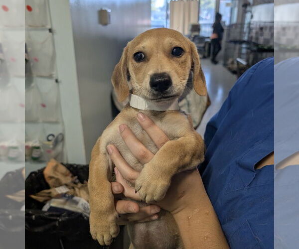 Medium Photo #1 Dachshund-Unknown Mix Puppy For Sale in Chico, CA, USA