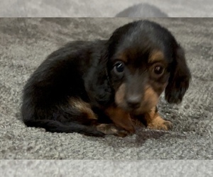 Dachshund Puppy for sale in LAWSON, MO, USA