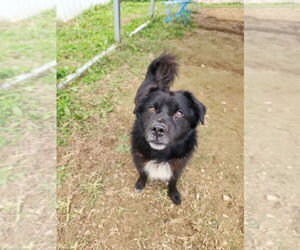 Max - Male Border Collie-Unknown Mix Dog for Adoption - Photo #4