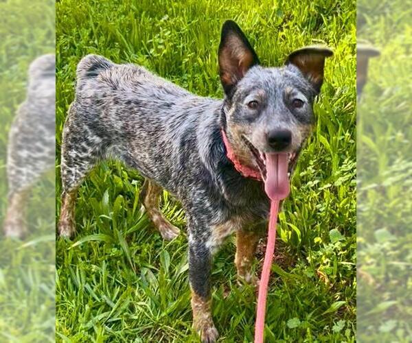 Medium Photo #1 Texas Heeler Puppy For Sale in Sacramento, CA, USA