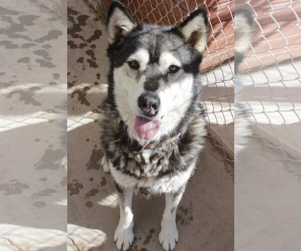 Medium Photo #3 Siberian Husky Puppy For Sale in Cedar Crest, NM, USA