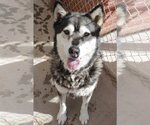 Small #2 Siberian Husky