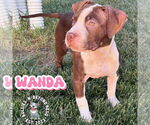 Small #2 Staffordshire Bull Terrier