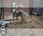 Small Photo #18 Dalmatian Puppy For Sale in DUVALL, WA, USA