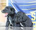 Small Photo #7 Double Doodle Puppy For Sale in FREDERICKTOWN, MO, USA