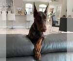 Small Photo #68 Doberman Pinscher Puppy For Sale in FORT LAUDERDALE, FL, USA