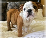 Small Photo #8 Bulldog Puppy For Sale in GLENDALE, AZ, USA