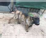 Small Photo #18 Belgian Malinois-Dutch Shepherd Dog Mix Puppy For Sale in SALADO, TX, USA