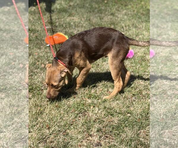 Medium Photo #4 Labrador Retriever-Unknown Mix Puppy For Sale in Yardley, PA, USA