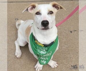 Dachsador Dogs for adoption in Washington, DC, USA