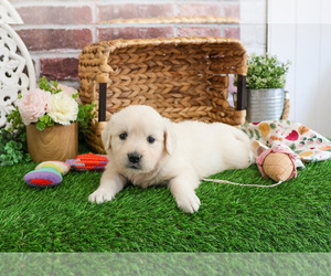 Golden Retriever Puppy for sale in SYRACUSE, IN, USA