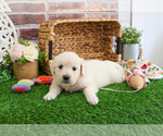 Small Golden Retriever