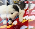 Small Photo #34 Saint Bernard Puppy For Sale in NEW MARKET, IA, USA