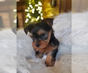 Yorkshire Terrier Puppy for sale in NEVADA, TX, USA