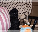 Small Photo #13 Australian Labradoodle Puppy For Sale in W FIELD, NC, USA