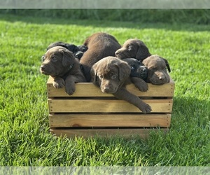 Labrador Retriever Puppy for sale in POST FALLS, ID, USA