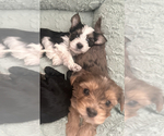 Small Photo #2 Yorkshire Terrier Puppy For Sale in VICTORVILLE, CA, USA