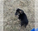 Small Photo #9 German Shepherd Dog Puppy For Sale in SUMPTER TWP, MI, USA