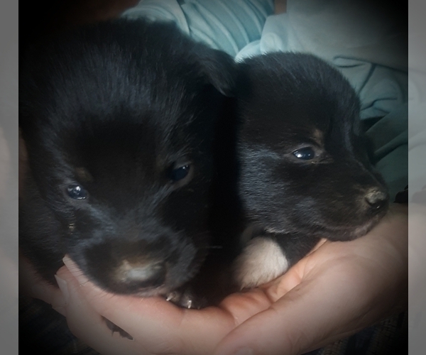 Medium Photo #2 Border Collie-Norwegian Elkhound Mix Puppy For Sale in CHATFIELD, MN, USA