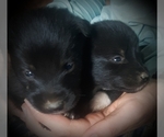 Small Photo #2 Border Collie-Norwegian Elkhound Mix Puppy For Sale in CHATFIELD, MN, USA