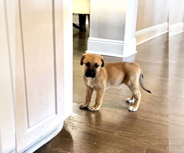 Medium Photo #5 Mutt Puppy For Sale in San Juan Capistrano, CA, USA
