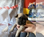 Small Photo #16 Faux Frenchbo Bulldog Puppy For Sale in TIFFIN, IA, USA