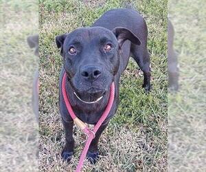 American Staffordshire Terrier Dogs for adoption in Fort Lauderdale, FL, USA