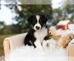 Small #1 Border Collie