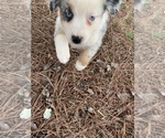 Small Photo #14 Australian Shepherd Puppy For Sale in MERIDIANVILLE, AL, USA