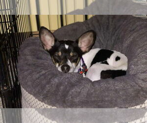 Rat-Cha Dogs for adoption in Princeton, MN, USA