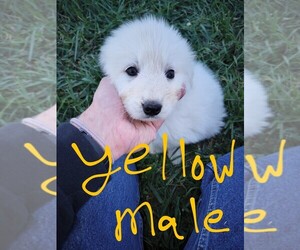 Great Pyrenees Puppy for Sale in WEST ALEXANDRIA, Ohio USA