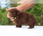 Small #11 ShihPoo