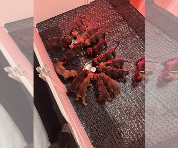 Medium Photo #1 Presa Canario Puppy For Sale in ROCHESTER, MI, USA