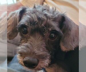 Ralphie - Male Poodle (Miniature)-Unknown Mix Dog for Adoption - Photo #4