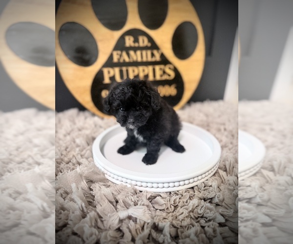 Medium Photo #2 Cavapoo (Miniature) Puppy For Sale in CROSSVILLE, TN, USA