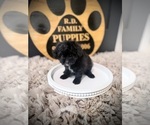 Small #1 Cavapoo (Miniature)