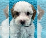 Small Photo #15 Cavapoo Puppy For Sale in BULLARD, TX, USA
