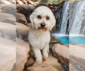 Poodle (Miniature)-Unknown Mix Dogs for adoption in Phelan, CA, USA