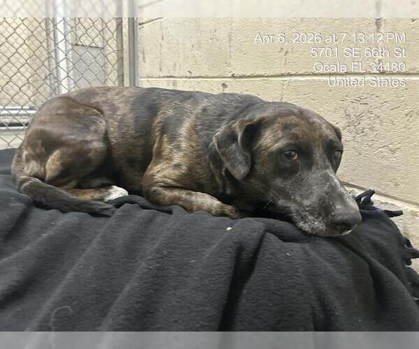 Medium Photo #1 Catahoula Leopard Dog Puppy For Sale in Ocala, FL, USA