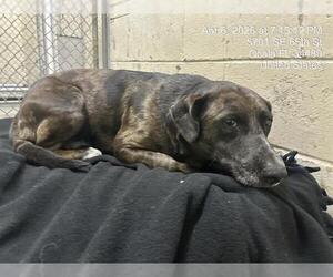 Catahoula Leopard Dog Dogs for adoption in Ocala, FL, USA