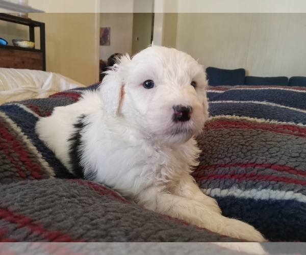 Medium Photo #1 Sheepadoodle Puppy For Sale in WARSAW, VA, USA