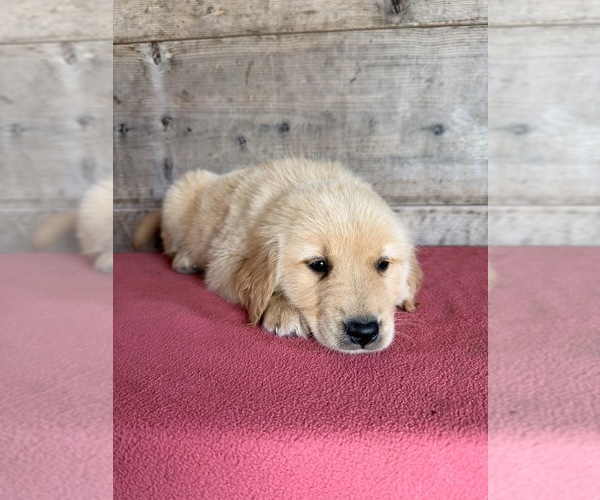 Medium Photo #5 Golden Retriever Puppy For Sale in VERMONTVILLE, MI, USA