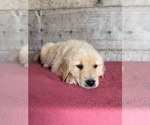 Litter of 10 - Male(s) and Female(s) Golden RetrieverLitter of Puppies for Sale - Photo #5