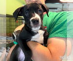 Small #2 Labrador Retriever-Retriever  Mix