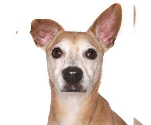 Beagle Dogs for adoption in Oakland Park, FL, USA